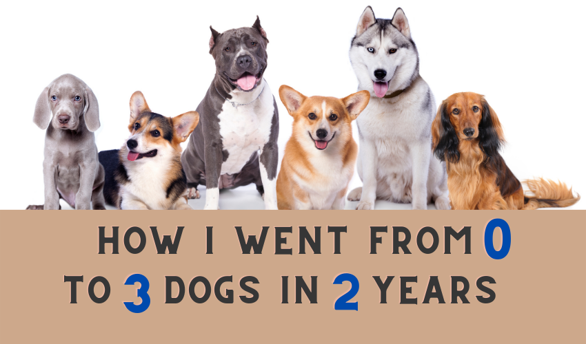 How I went from 0 to 3 dogs in less than  2  years